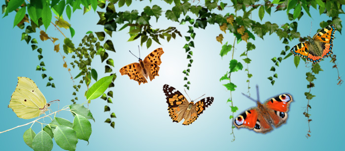 Papillons en fête